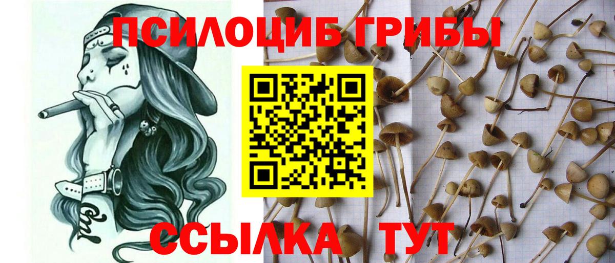 Кириши  Галлюциногенные грибы Psilocybe  Вход с VPN 